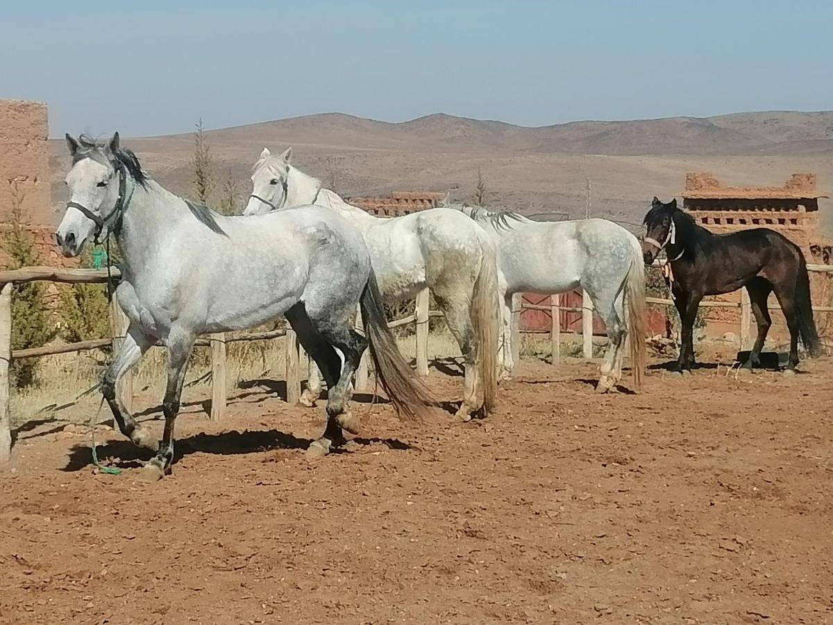 Dar Alfourssane Ferme D'Hote Уарзазат Экстерьер фото