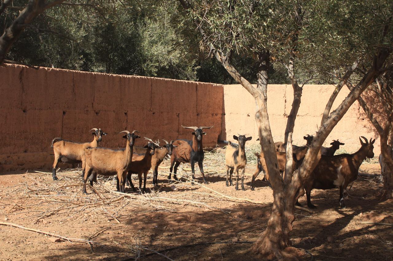 Dar Alfourssane Ferme D'Hote Уарзазат Экстерьер фото