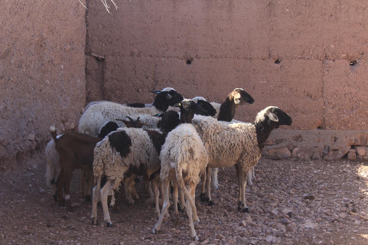 Dar Alfourssane Ferme D'Hote Уарзазат Экстерьер фото