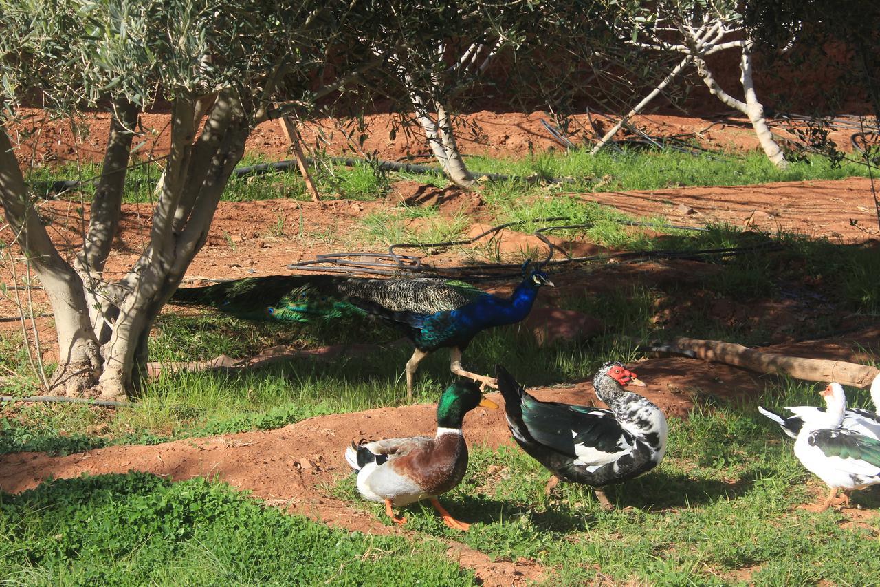 Dar Alfourssane Ferme D'Hote Уарзазат Экстерьер фото